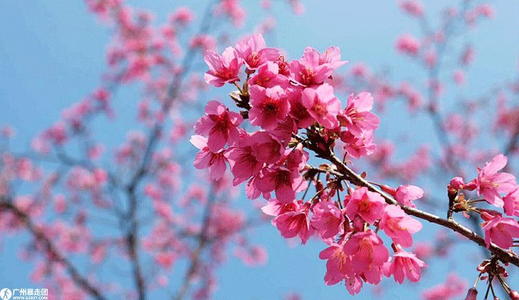 丨新丰樱花峪寒绯樱花开,缔造浪漫时刻