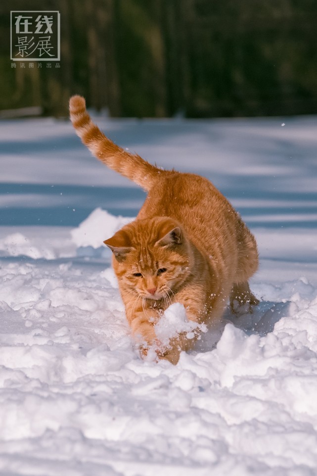 中国最有名的猫写真摄影师30张年度猫片任你撸 摄影大全 保定生活在线