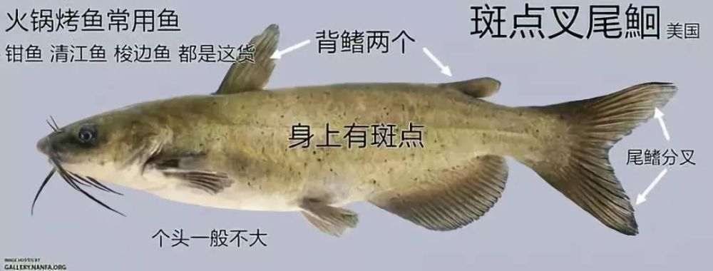 在fda给出的鱼类消费建议中,鲶鱼的推荐级可是最佳选择啊!