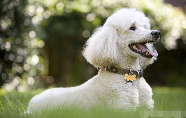 聪明狗狗排名_排名最聪明的狗狗图片(3)