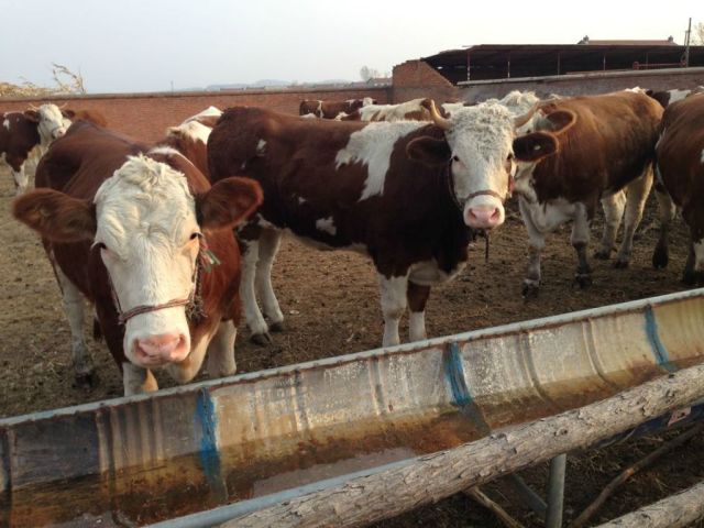 母牛产后管理的好,可以提高产奶量,不同时期的