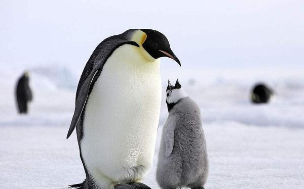 世界上最萌的动物排名,全球最漂亮可爱的动物