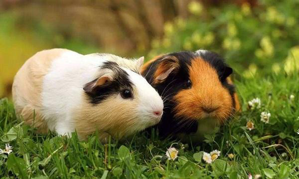 世界上最萌的动物排名,全球最漂亮可爱的动物