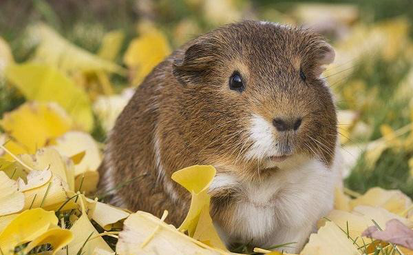 世界上最萌的动物排名,全球最漂亮可爱的动物