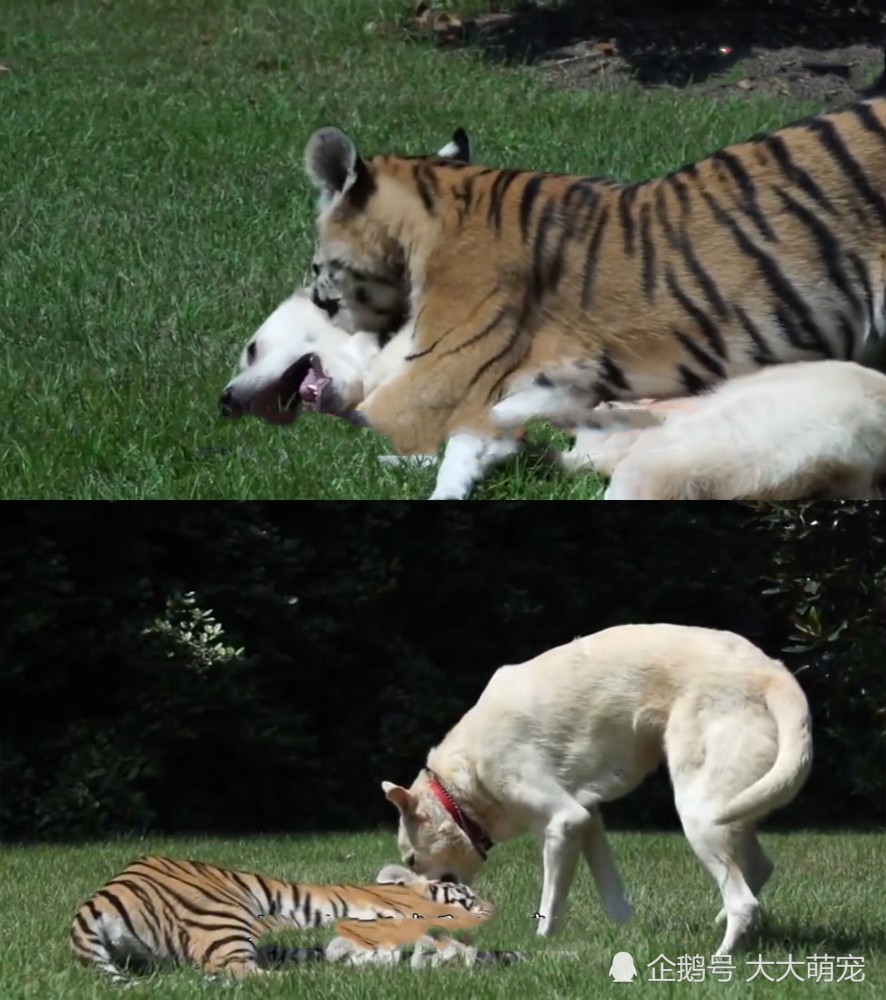 老虎和狗狗一起长大,时隔几年再次重逢,场面让人意想不到