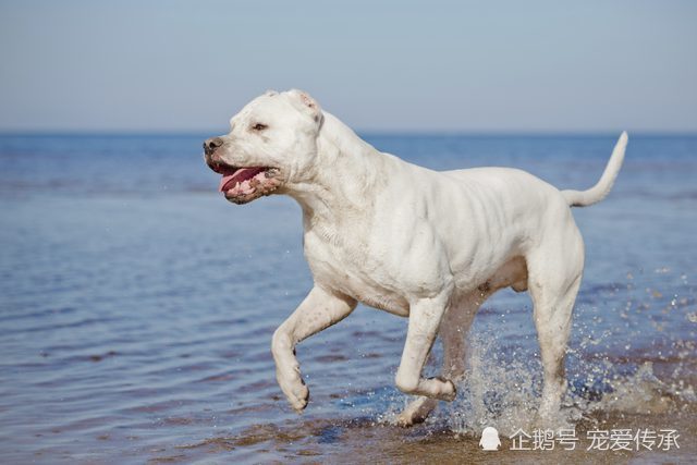 5种世界顶级猎犬,其中一种来自中国,另外一种可大小通吃