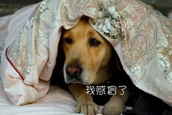 金球奖现场打流感疫苗 预防感冒打疫苗是首选吗?
