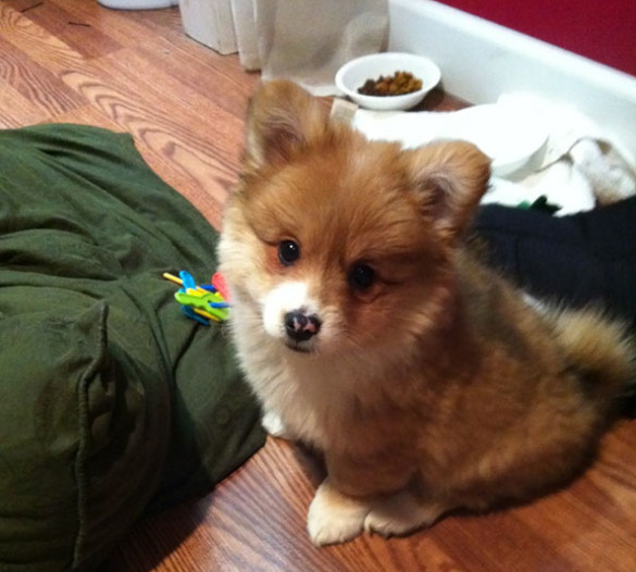 高颜值的混血柯基狗狗,一看到那双腿,实在是忍不住笑出声