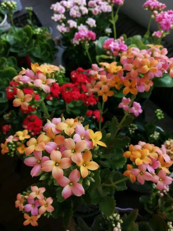 神奇 长寿花剪根枝 接在玉树上 秒变老桩开满盆的花 腾讯网