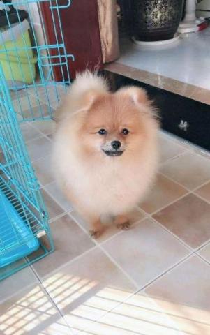 好看了,可能是小时候的博美犬实在是太好看了,长大了变了样,主人一时
