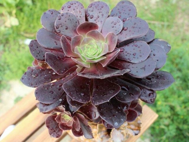 腾讯内容开放平台