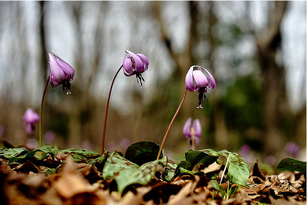 猪牙花 名字土掉渣 模样小清新 日本 美食 百合 马铃薯 野猪 山林