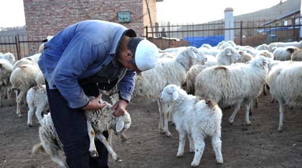 疫苗|给羊接种“三联四防”重要性