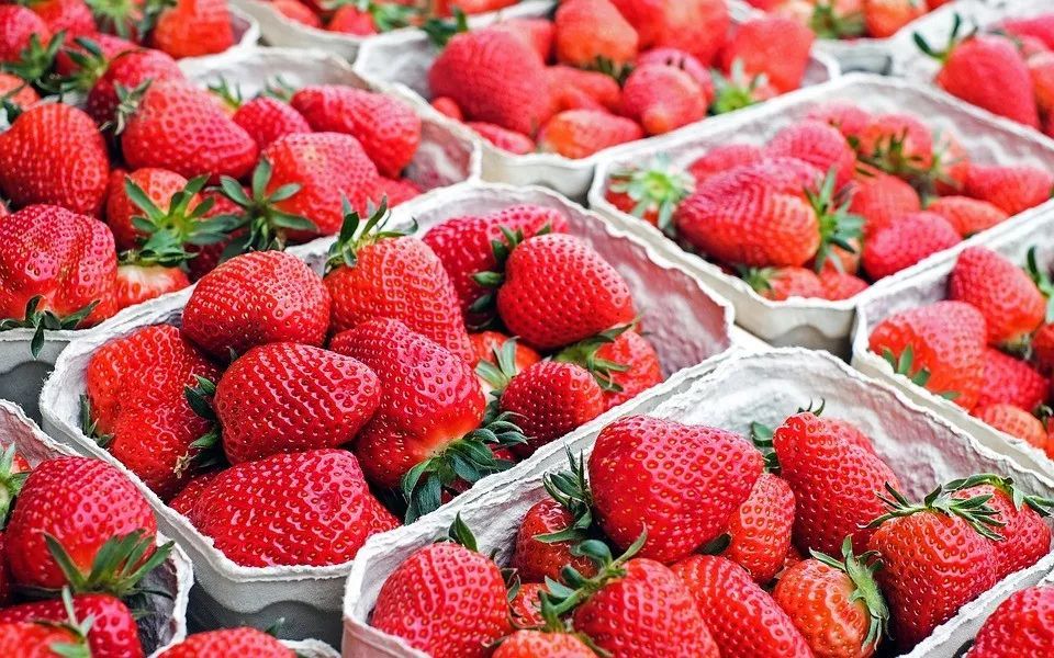 食研所丨畸形草莓是有激素和病毒?答案可能和