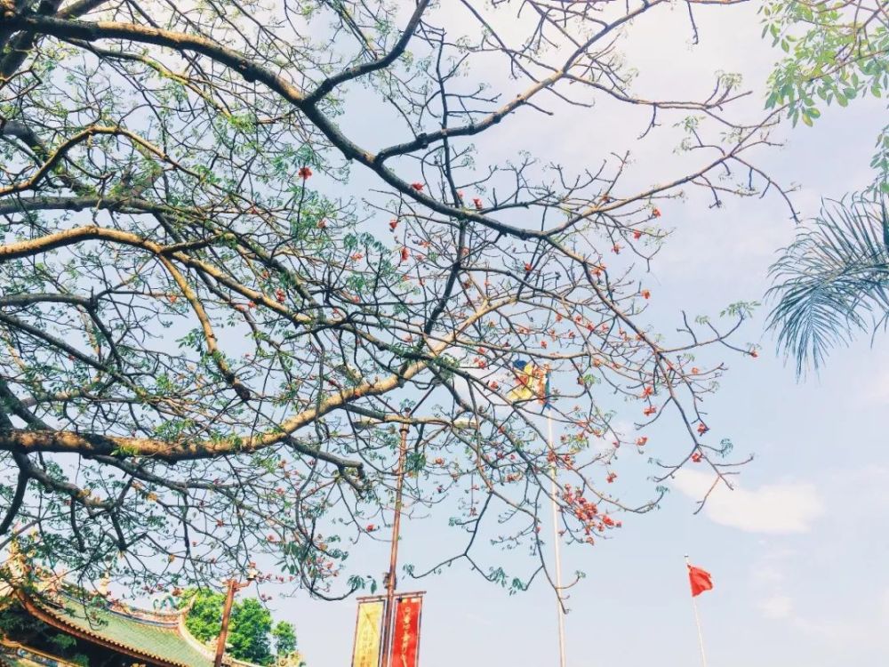 重磅消息!厦门南普陀寺要开中医院了,本周日正