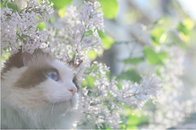 捕获一对 网红布偶猫 狐狸和馒头 网友 萌化了老夫的少女心 布偶猫 狐狸 母猫咪