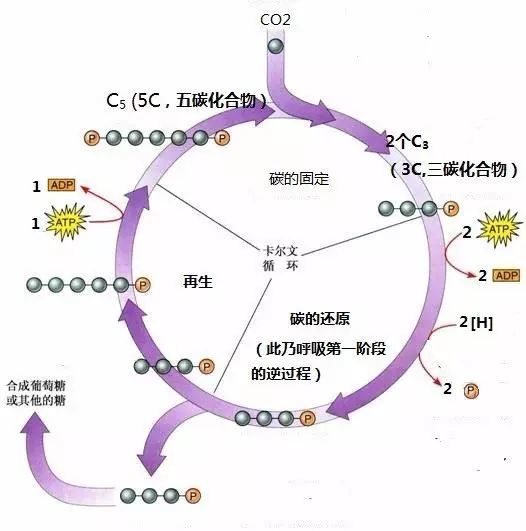 【教学参考】光合作用的科学史可以这样讲_腾讯新闻