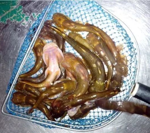 1,石爬鮡 打开腾讯                     石爬鮡,俗称:石爬子,火箭鱼