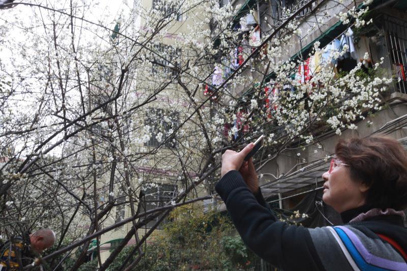 天气回暖,快来广州梅花村赏梅花