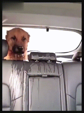 狗子晕车吐了 狗 你相信爱情吗 师傅 吐车上0 别说没用的 腾讯网