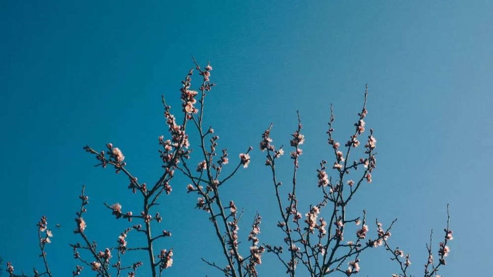 回文诗|如此才华横溢的诗，你见过吗？绝了！