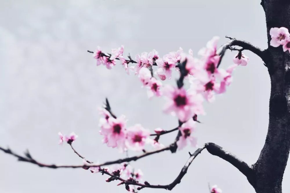 回文诗|如此才华横溢的诗，你见过吗？绝了！