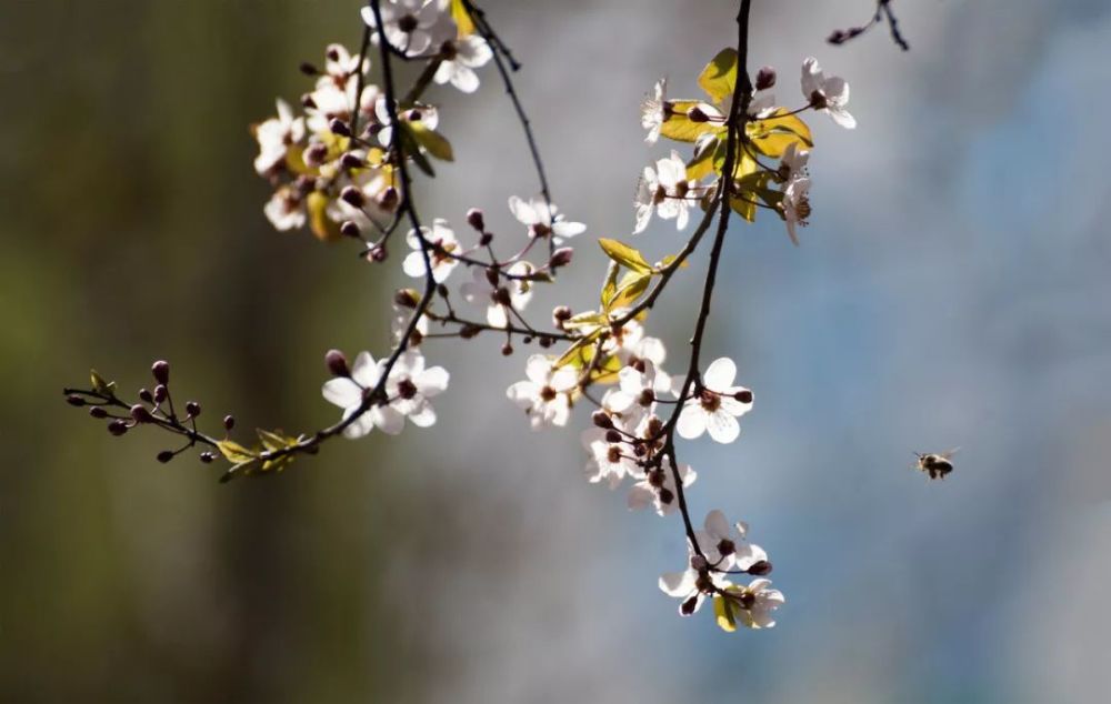 回文诗|如此才华横溢的诗，你见过吗？绝了！