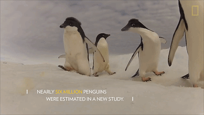 推队友下水,公母不分,在家拉屎,阿德利企鹅颠覆三观