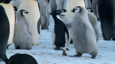 推队友下水,公母不分,在家拉屎,阿德利企鹅颠覆三观