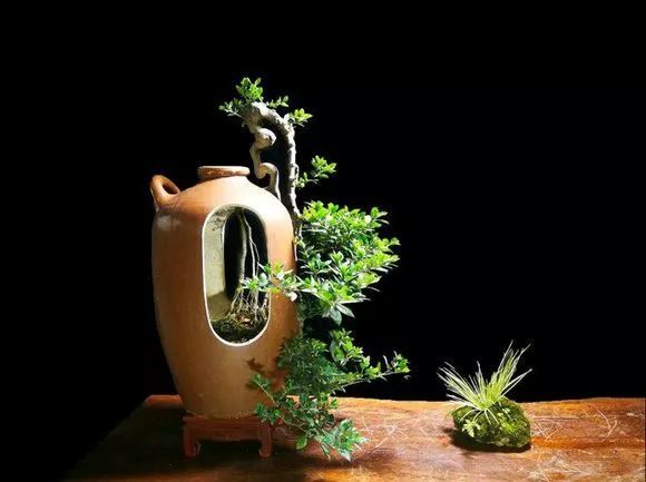 花友作品欣赏:-陶罐盆景的制作方法-当然,除了酒瓶,一些酒坛,陶罐等