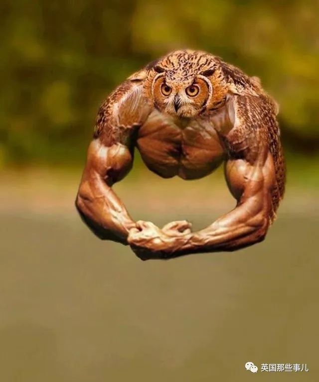 如果给鸟加双手,简直戏精本精,每一张都好搞笑