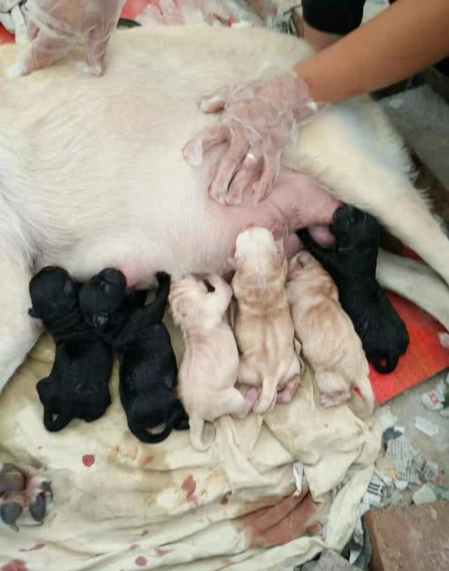 流浪狗怀孕在外觅食,男子见可怜带回了家,结果