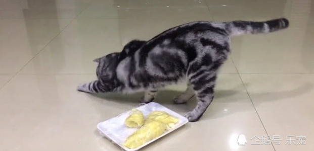 主人故意给猫咪闻榴莲,猫咪闻后反应绝了,喵:这