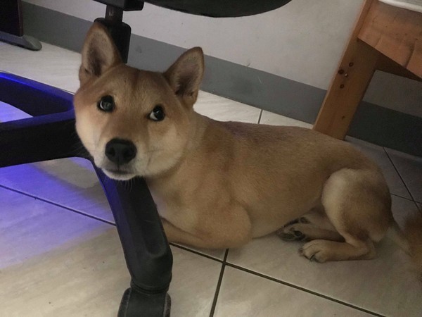 你还在为减肥烦恼吗?其实你和肌肉男之间,只差一只柴犬