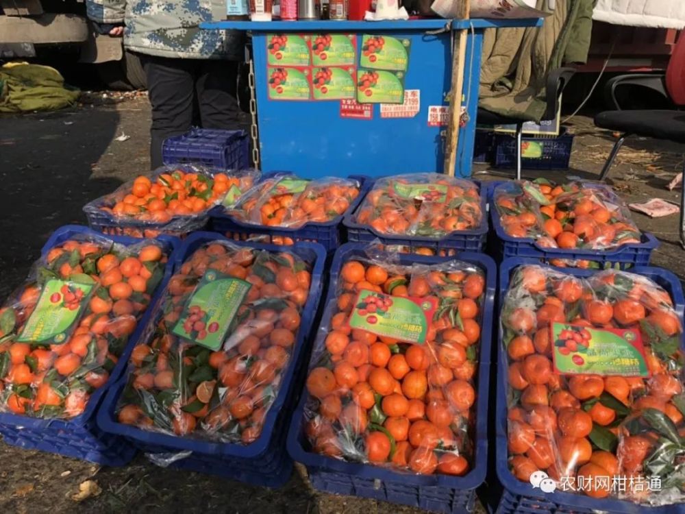 柑橘品类销售形势如何,北方一线市场情况原来是这样