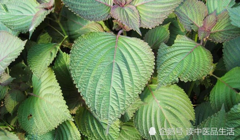 紫苏有哪些药物功效 看看她背后传说小故事 腾讯新闻