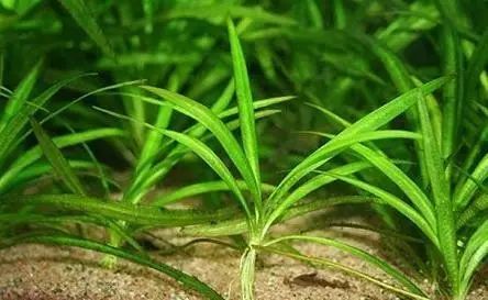 水草知识 前景草的品种及种植方法 腾讯新闻