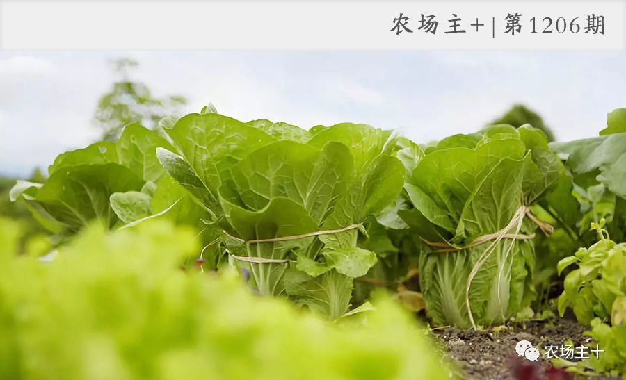 菜園,平淡,悠遠生活的開始 你喜歡嗎