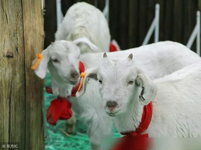 2018年羊价表现不错,2019年养羊前景如何?