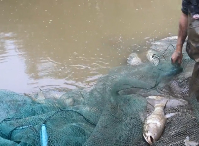 小伙在山里鱼塘养鱼一年