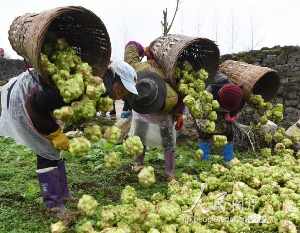 搬運榨菜,由於近段時間天氣不太好,大家趁著晴天加快榨菜收割進度