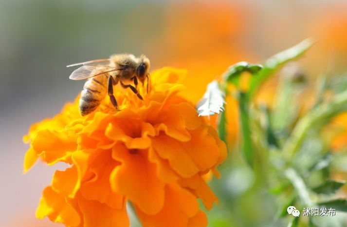 学会这些沭阳话,走遍沭阳都不怕