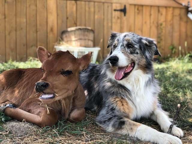 牧羊犬变牧牛犬,与小牛产生跨物种友谊,贴身守护到长大成年