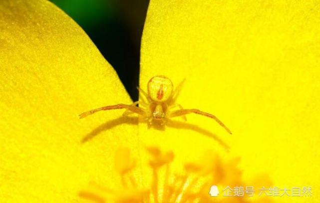 看着这种金黄色小蜘蛛 是否觉得像金子般可爱 腾讯网