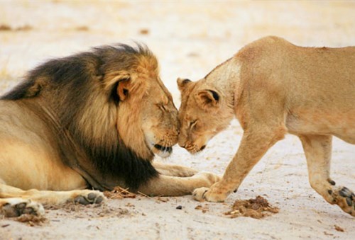 母狮遭遇攻击奄奄一息,雄狮随后的举动