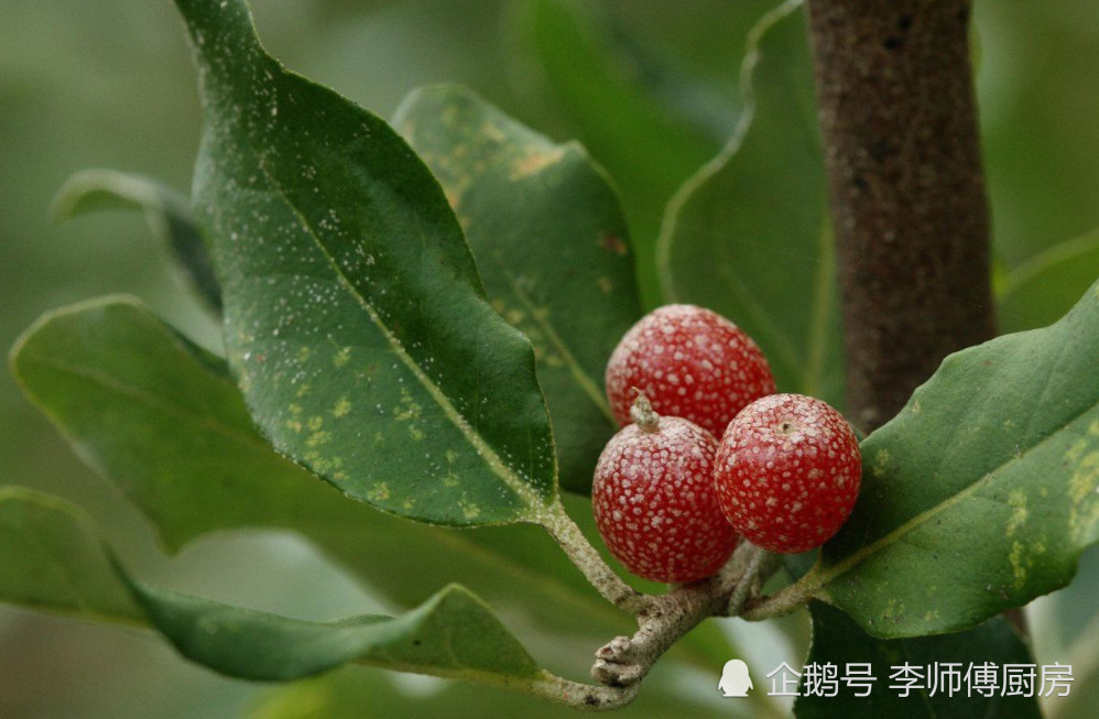 好看又好吃的農村野果,像棗卻又不是棗,北方人沒見過的稀罕東西