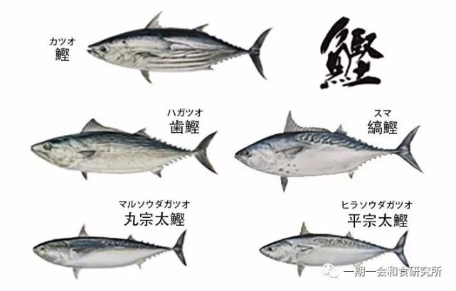 名吃堂丨日本人最爱的鲣鱼到底是什么鱼 鲣鱼 金枪鱼 沙丁鱼 鱼类