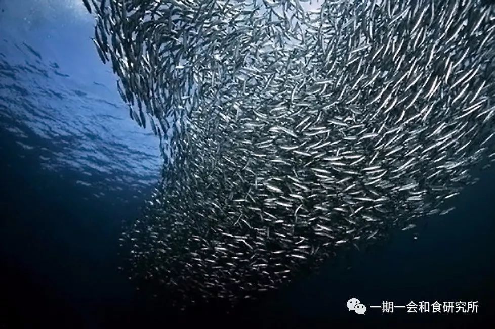 名吃堂丨日本人最爱的鲣鱼到底是什么鱼?