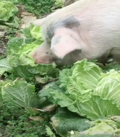 好白菜都让猪拱了，亲眼验证这句话!不是空穴来风!