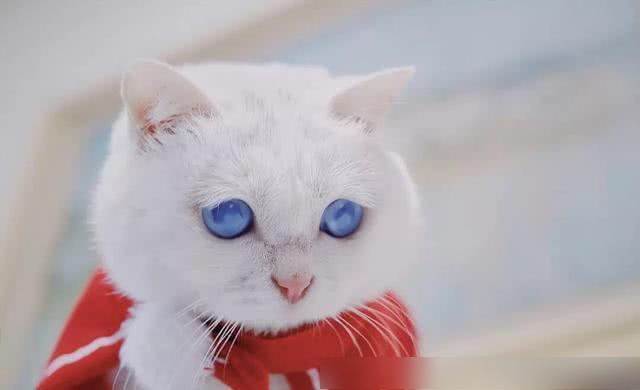有一只天使猫叫瑞拉,它的眼睛如星辰大海